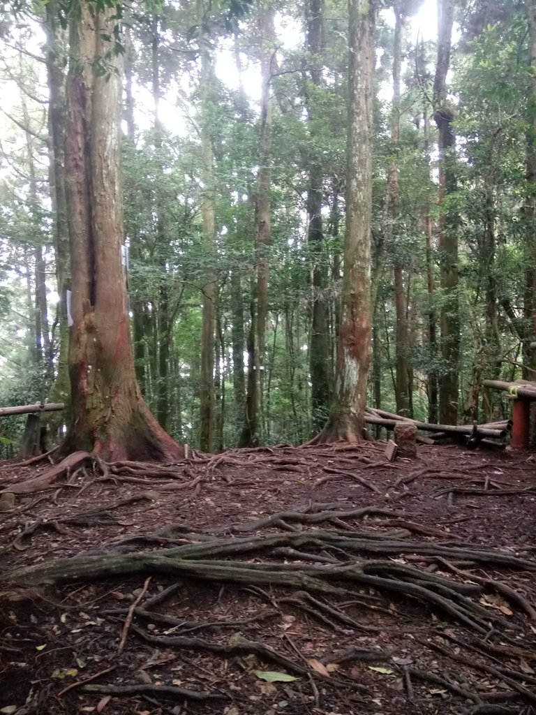 DSC_5246.JPG - 台中和平  長壽山登山步道  (下)