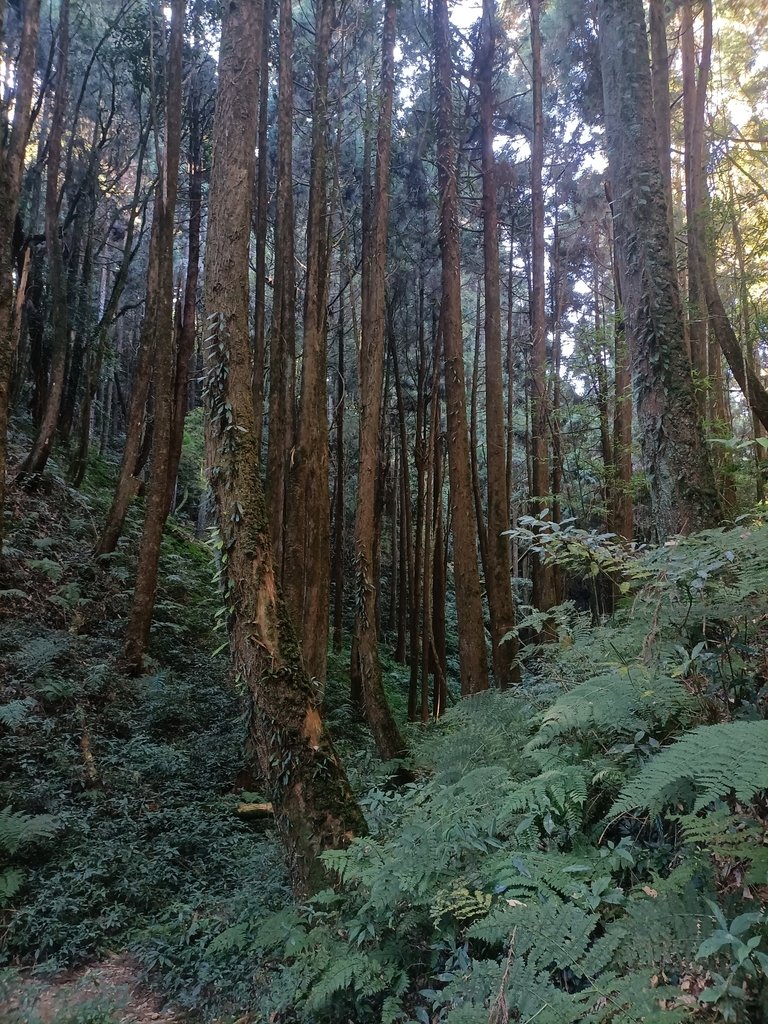 IMG20210205091411.jpg - 竹山  嶺頭山  金柑樹山