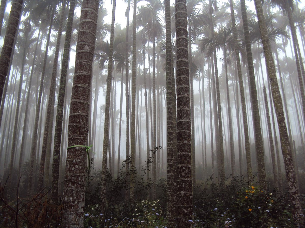 DSC07685.JPG - 南投  永興  晨霧山林