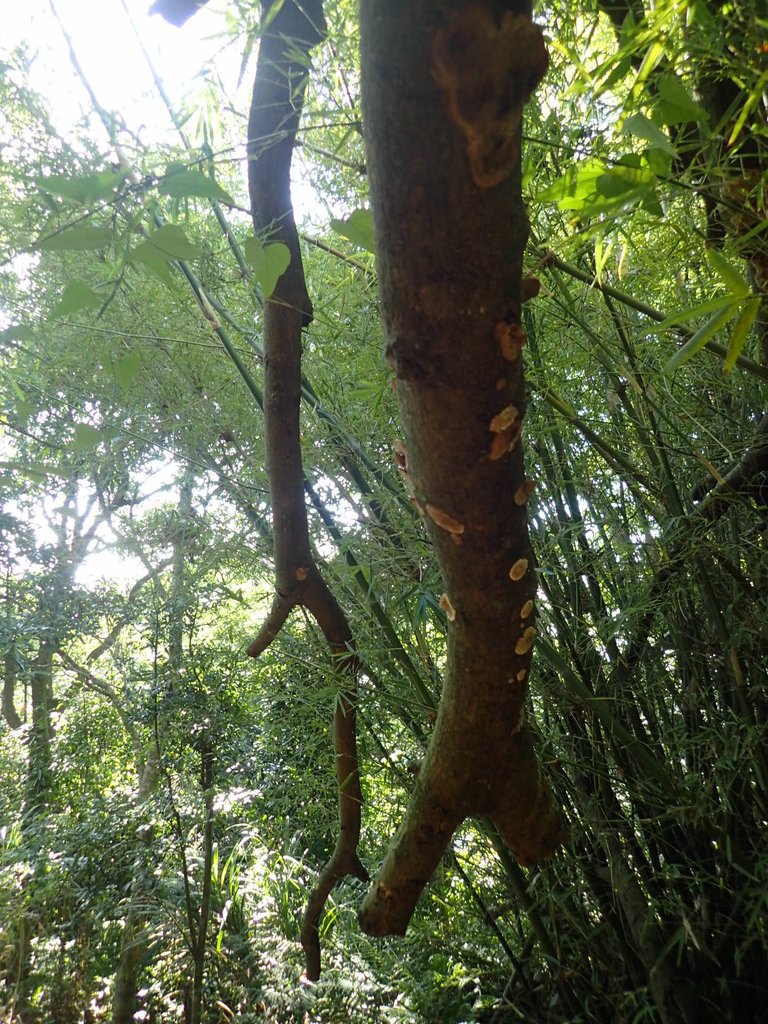 PB247259.JPG - 北投  中正山登山步道 03