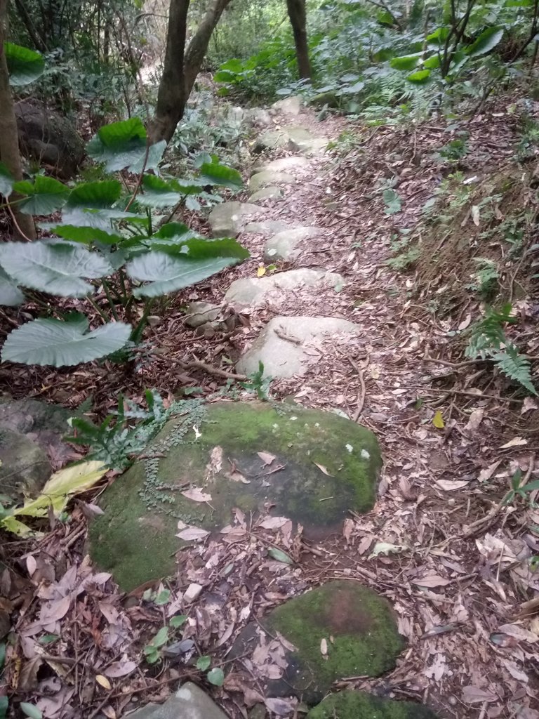 DSC_3339.JPG - 金山  大路崁古道