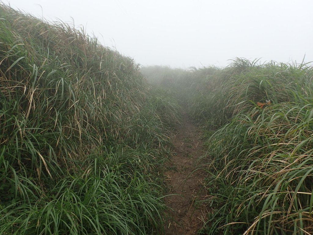 P1203443.JPG - 瑞芳  牡丹山