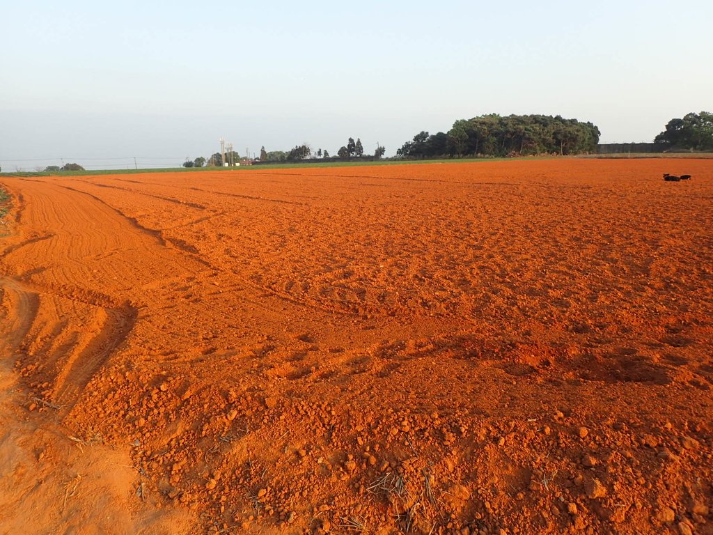 P4091136.JPG - 大肚山  紅土高坡  夕照