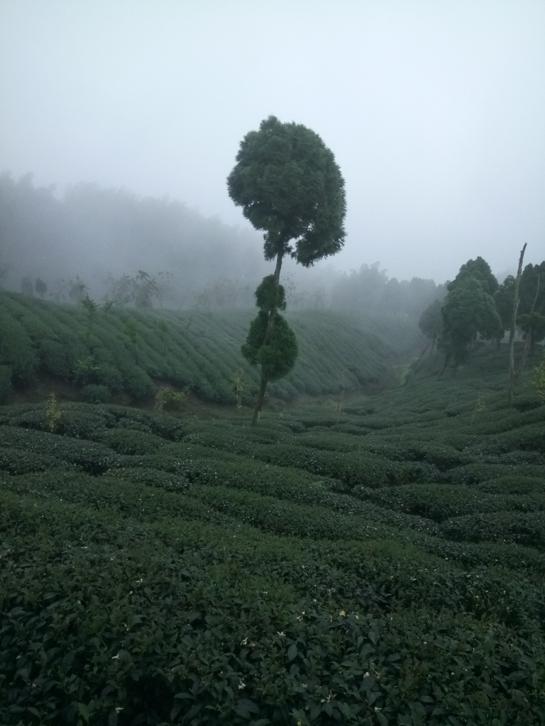 DSC_0415.JPG - 鹿谷  大崙山  霧中茶園之美(01)