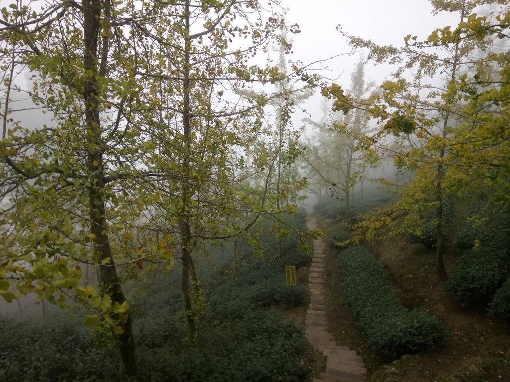 鹿谷  大崙山  銀杏森林