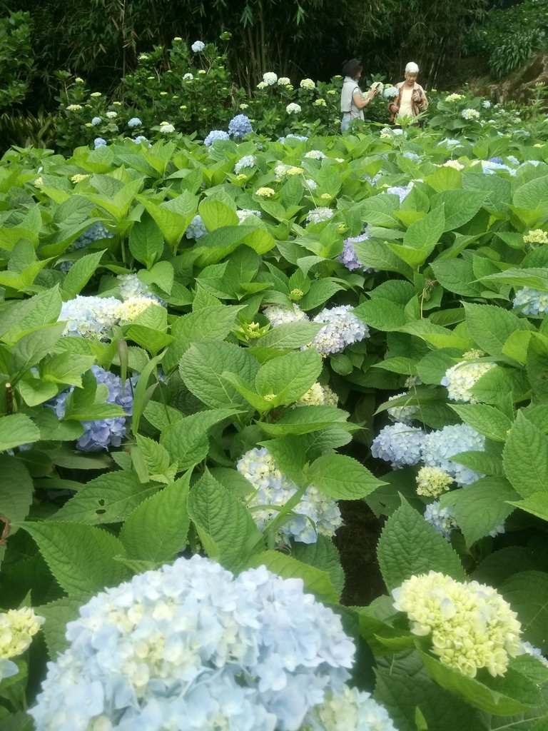 DSC_1470.JPG - 陽明山  高家繡球花園