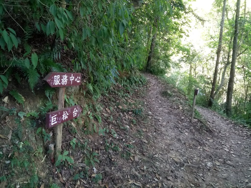 DSC_1724.JPG - 仁愛  惠蓀林場  巨松臺步道