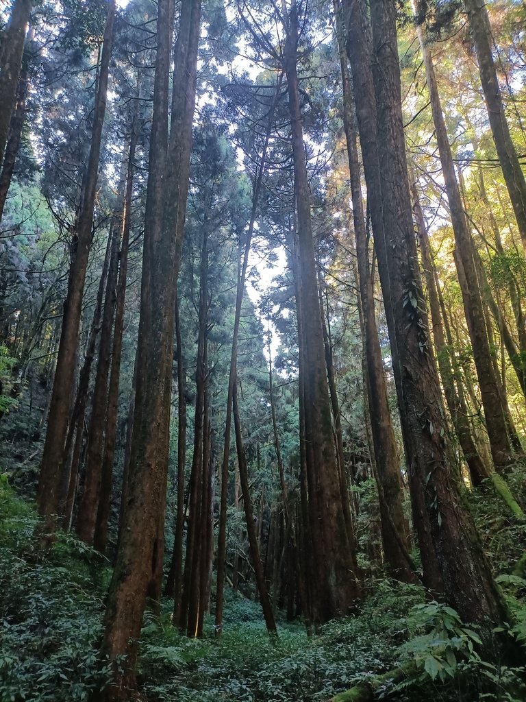 IMG20210205091426.jpg - 竹山  嶺頭山  金柑樹山