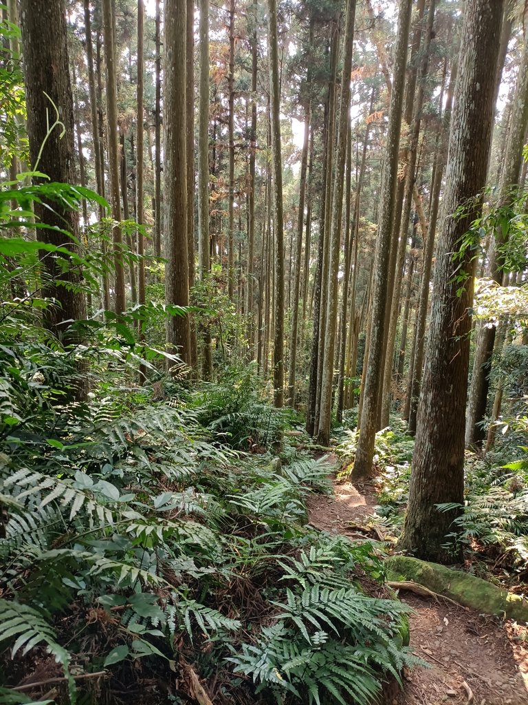 IMG20210403085721.jpg - 五峰  鵝公髻山登山步道  (01)