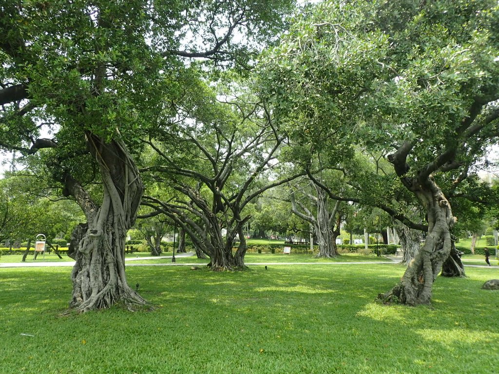 P4225066.JPG - 散步  台中公園一隅