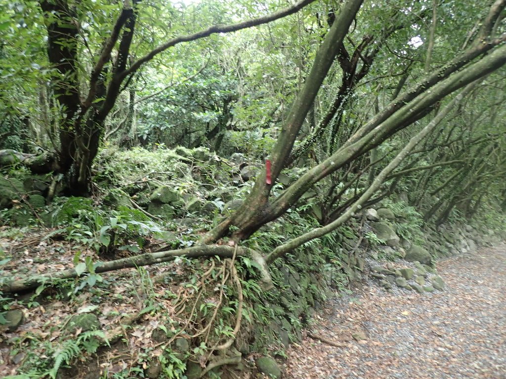 P1274431.JPG - 瑞芳  燦光寮古道初探