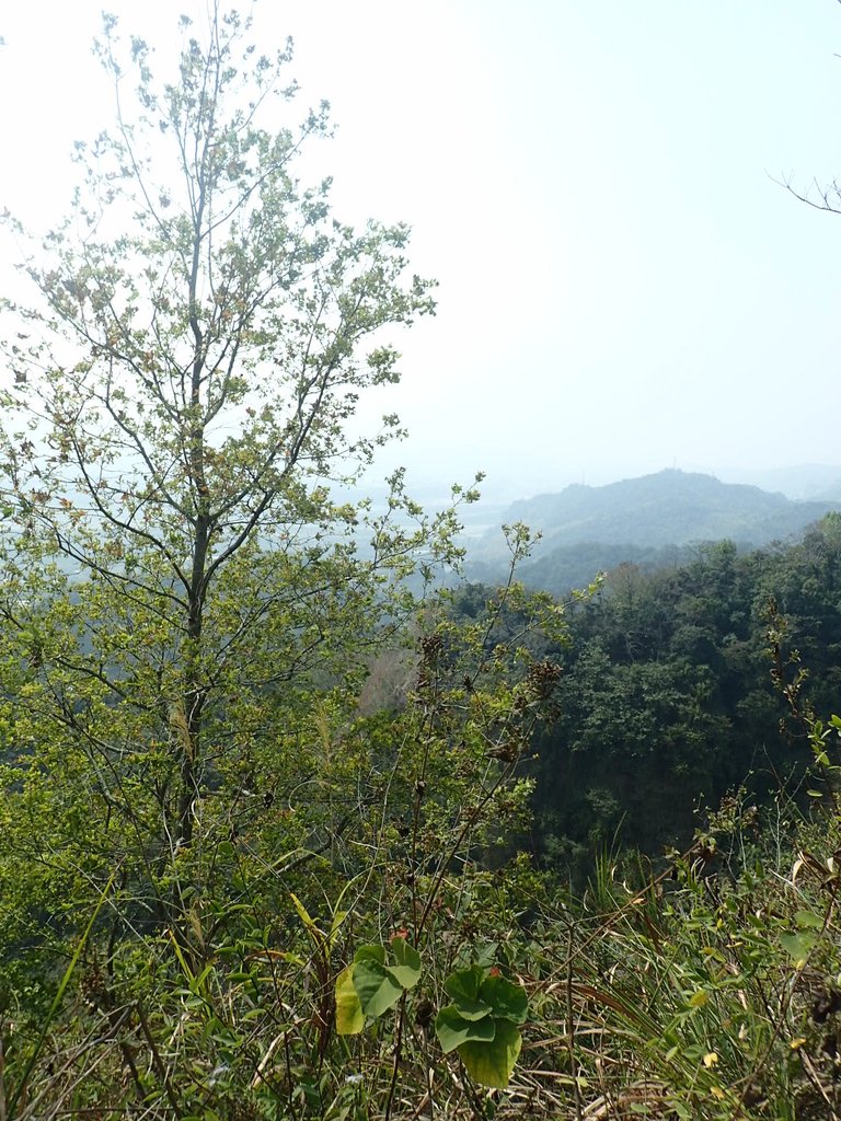 P3016092.JPG - 草屯平林  九九峰森林步道