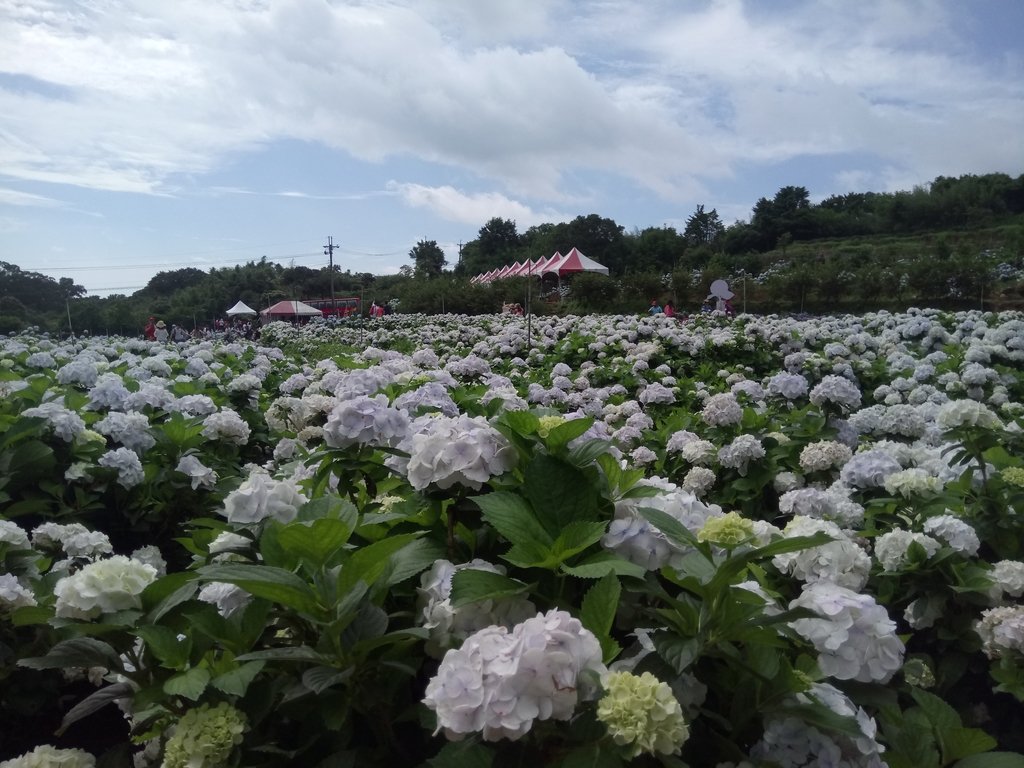 DSC_9306.JPG - 萬里  高家繡球花田