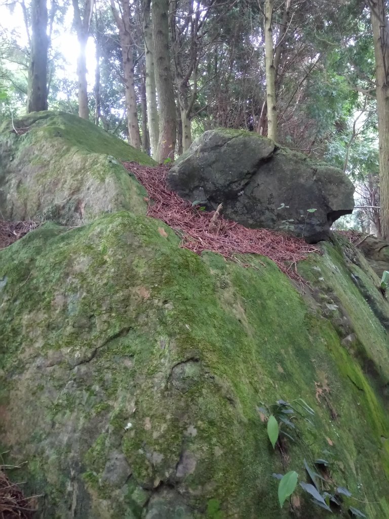 DSC_1028.JPG - 新竹  五指山登山步道