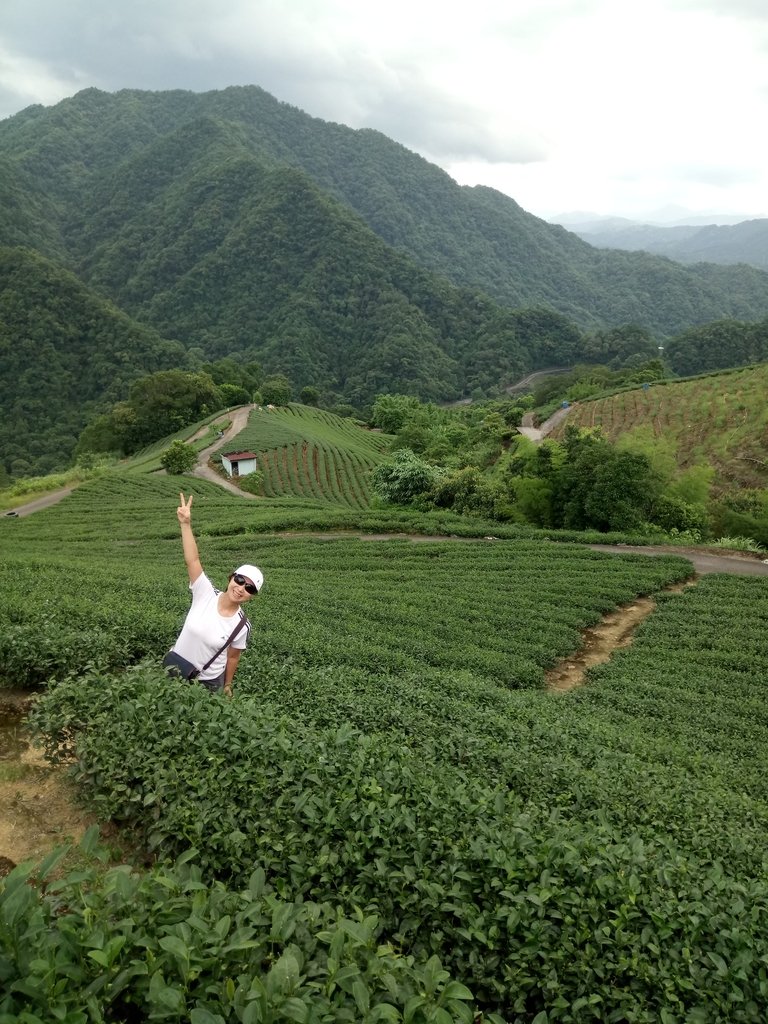 DSC_4731.JPG - 坪林  厚德岡坑  茶園之美