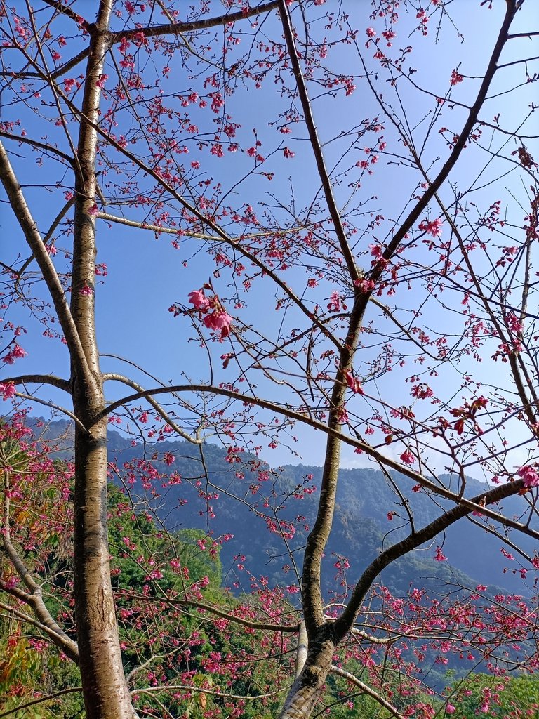 IMG20210130103214.jpg - 竹崎  獨立山登山步道