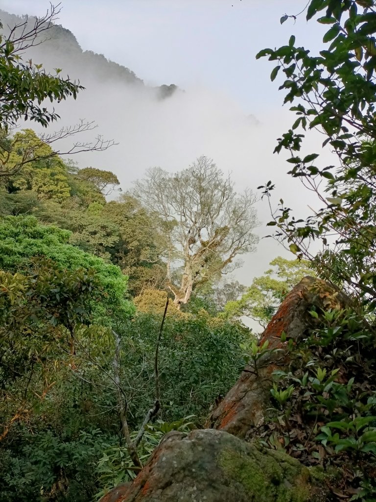 IMG20210403090138.jpg - 五峰  鵝公髻山登山步道  (01)