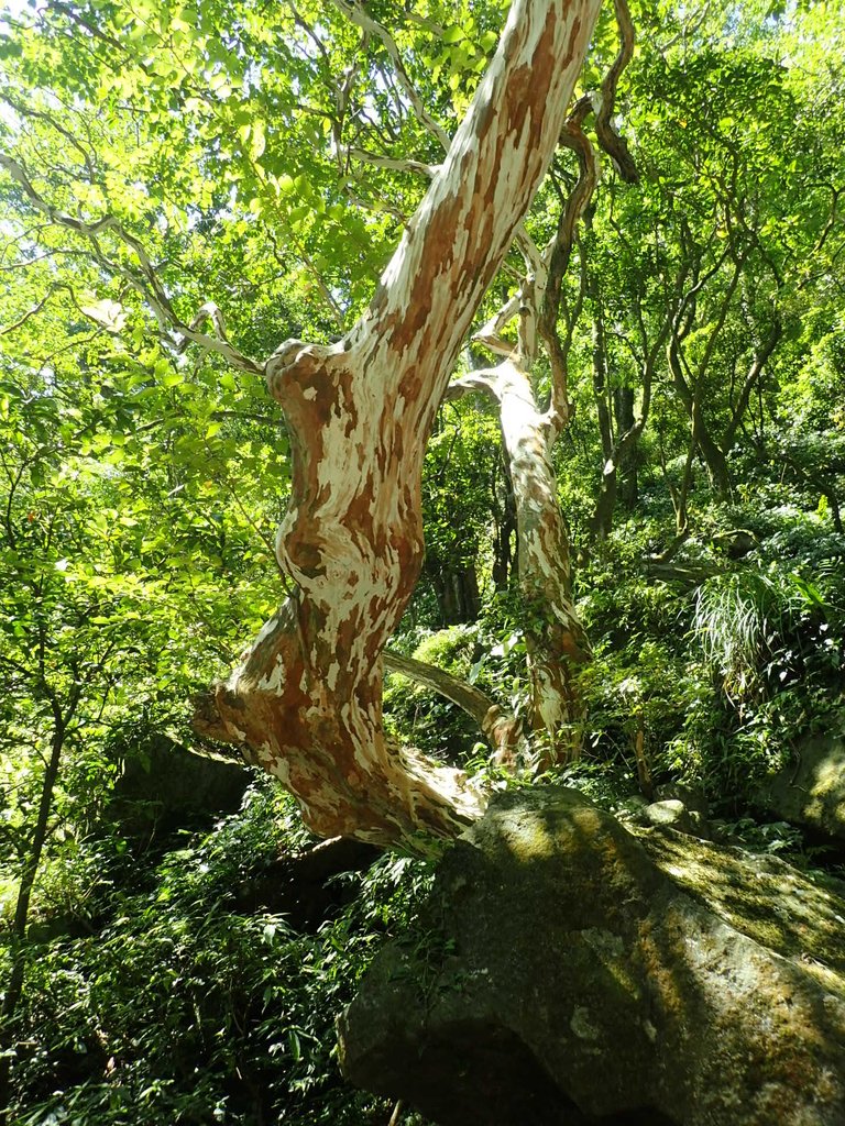 P7296104.JPG - 金山  竹子山古道  阿里磅瀑布