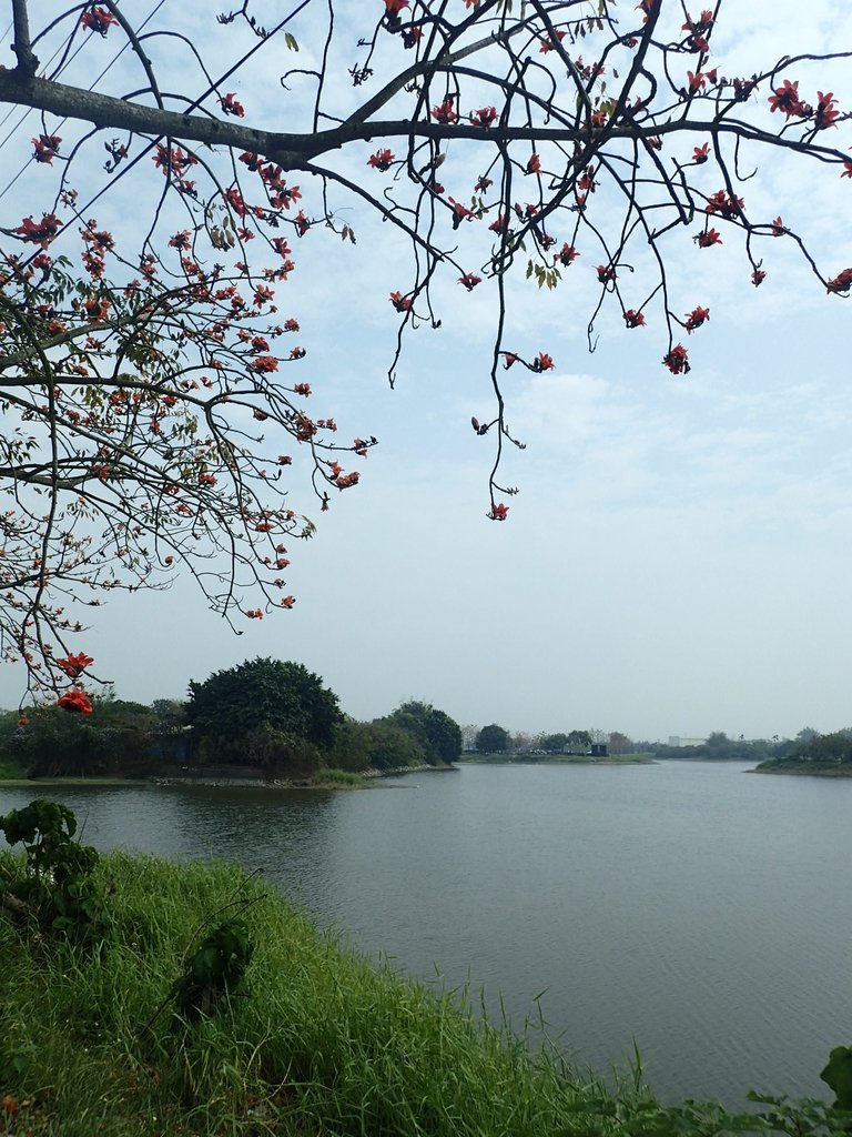 P3066671.JPG - 白河  林初埤  木棉花