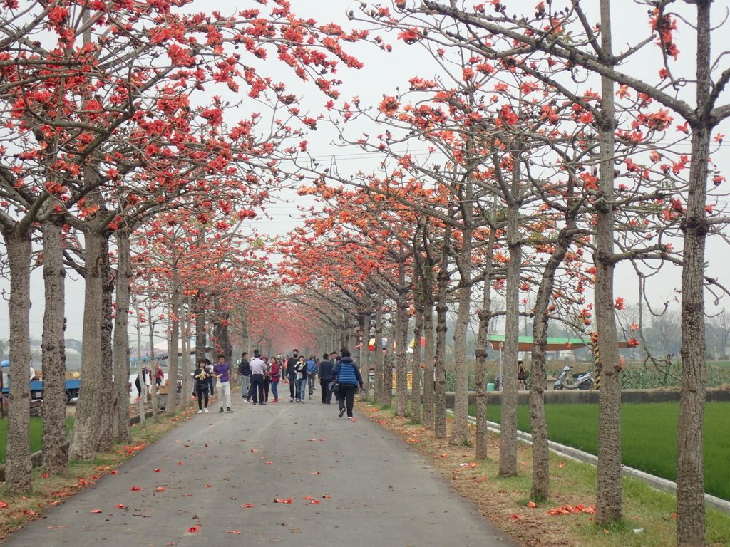 P3066650.JPG - 白河  林初埤  木棉花