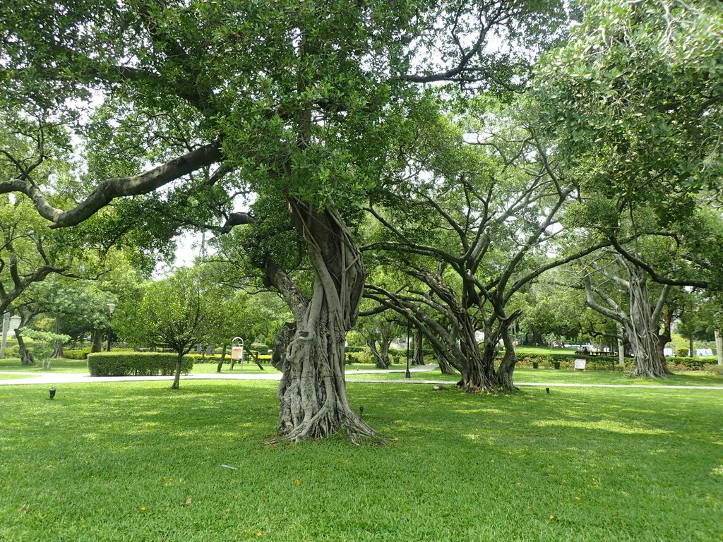 P4225068.JPG - 散步  台中公園一隅