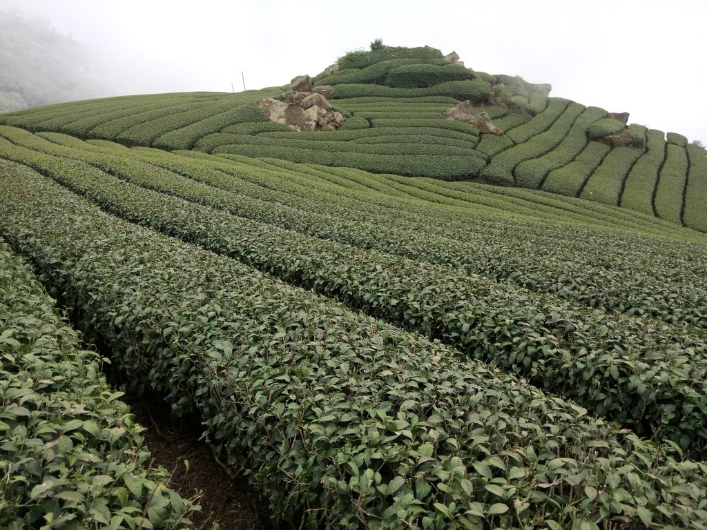 DSC_1434.JPG - 阿里山  隙頂茶園之美