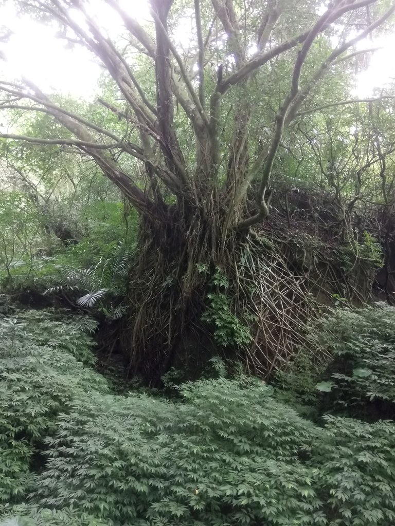 DSC_5993.JPG - 深坑  土庫岳登山步道  (01)