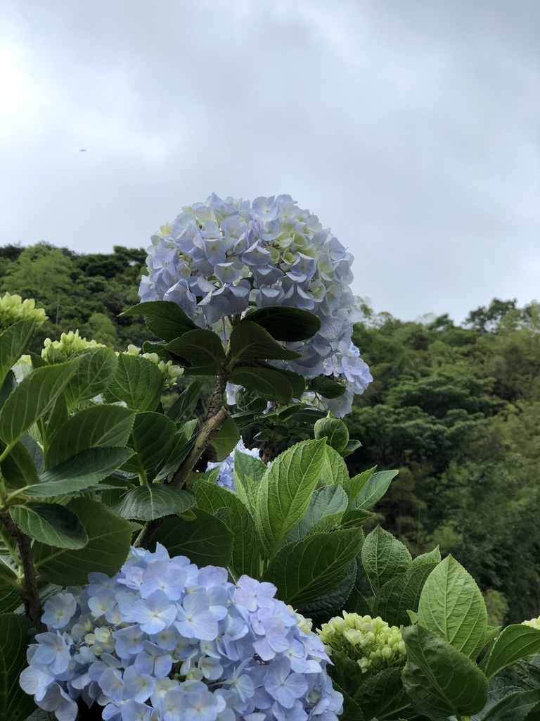 IMG_8960.JPG - 陽明山  高家繡球花園