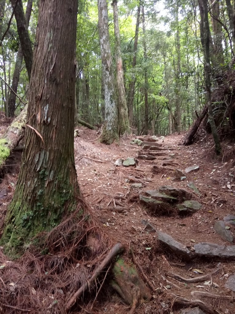 DSC_9982.JPG - 谷關七雄之  馬崙山  (下)