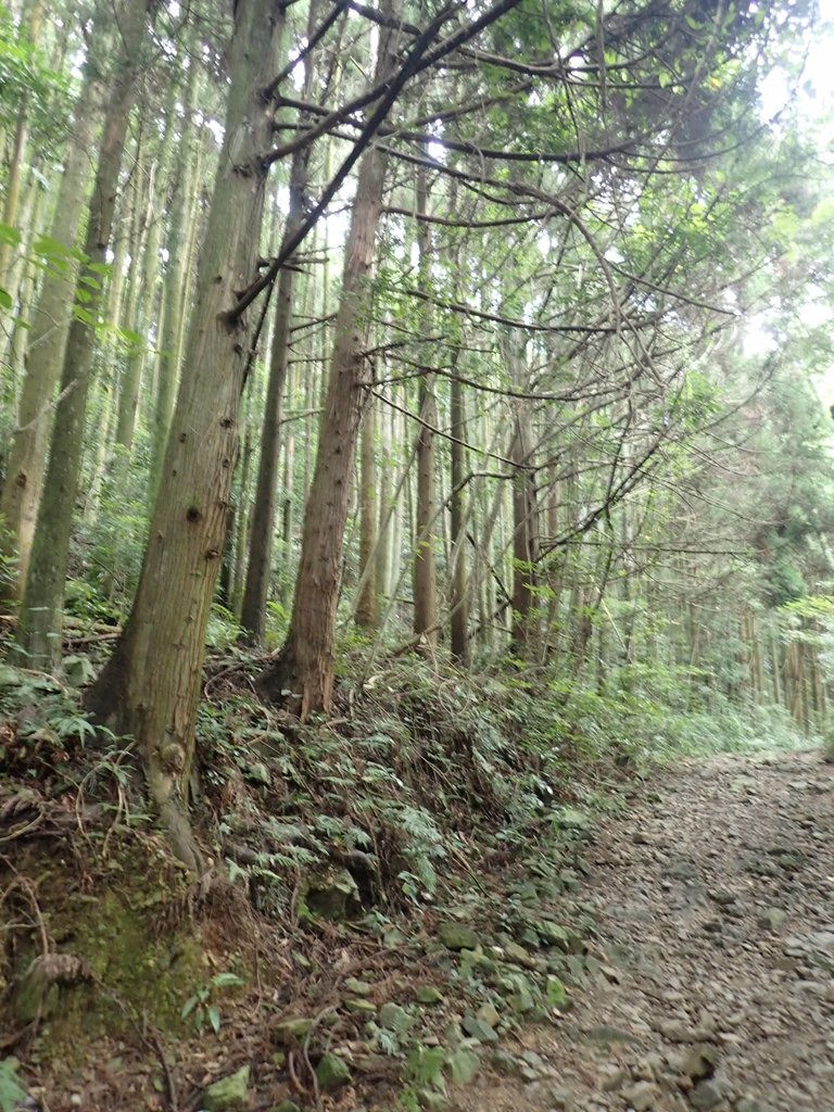 P7235793.JPG - 台中和平  長壽山登山步道  (下)