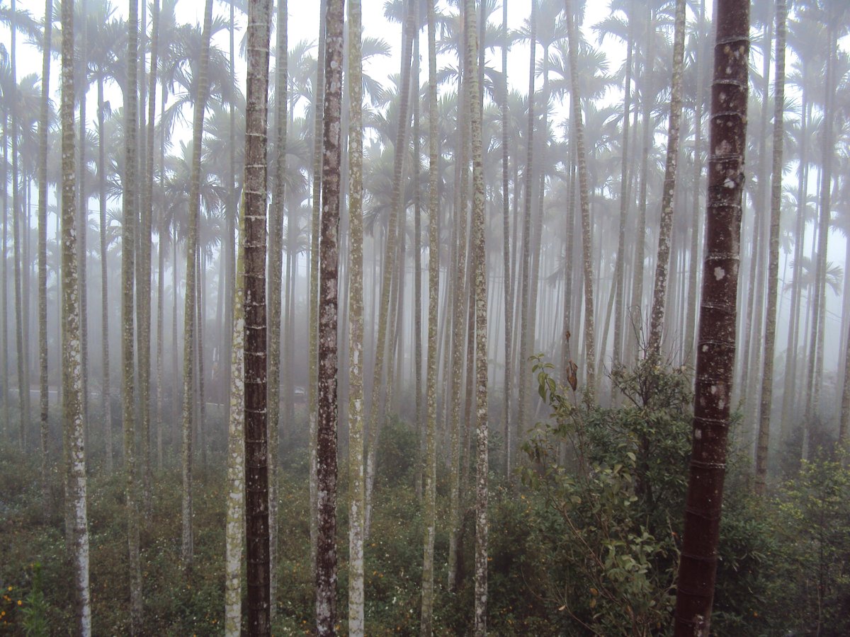 DSC07692.JPG - 南投  永興  晨霧山林