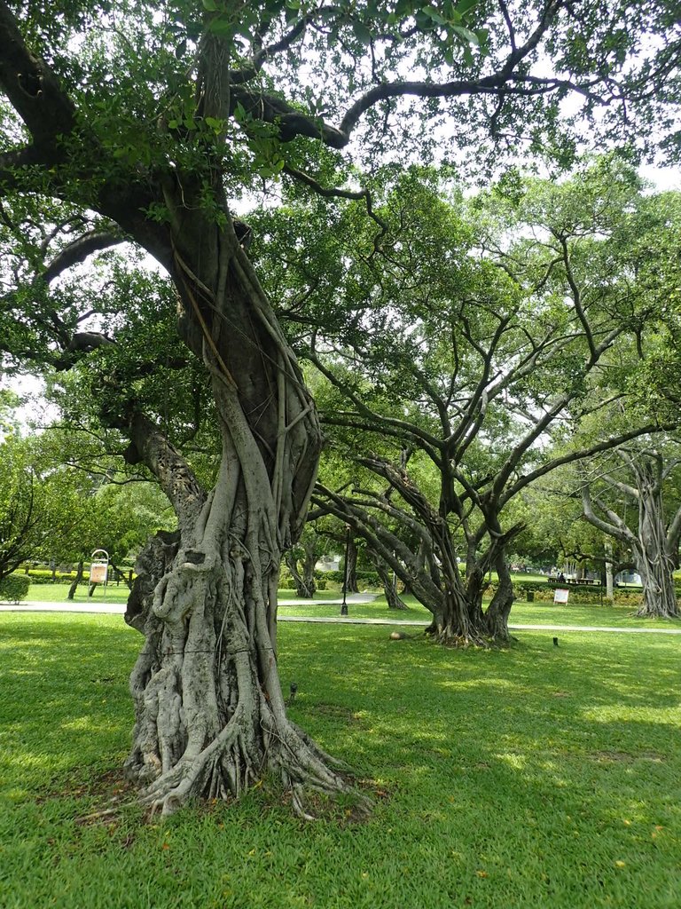 P4225069.JPG - 散步  台中公園一隅