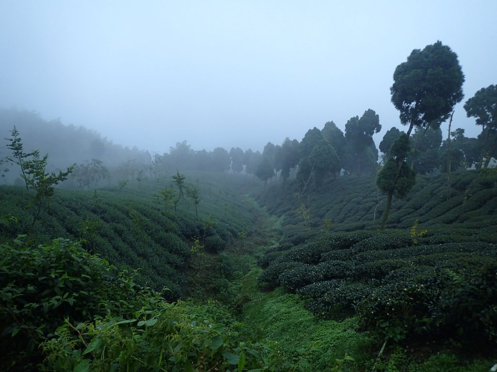 PA171011.JPG - 鹿谷  大崙山  霧中茶園之美(01)