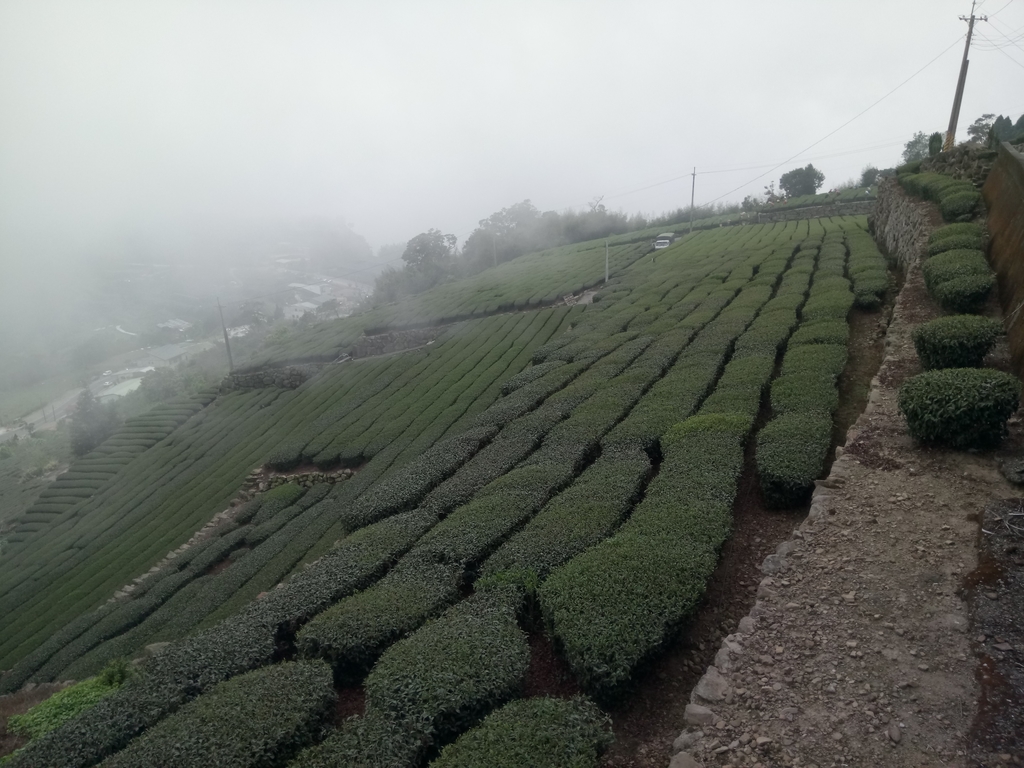 DSC_1441.JPG - 阿里山  隙頂茶園之美