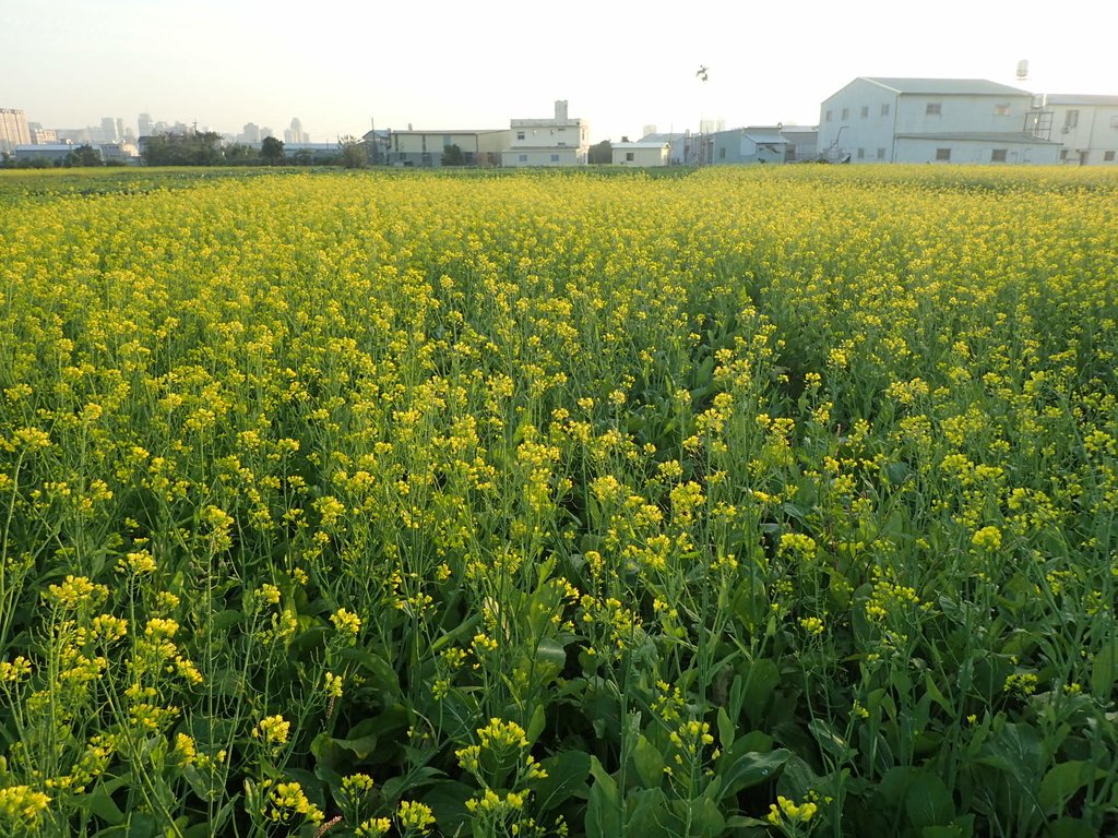 P1083463.JPG - 台中  西屯  油菜花田