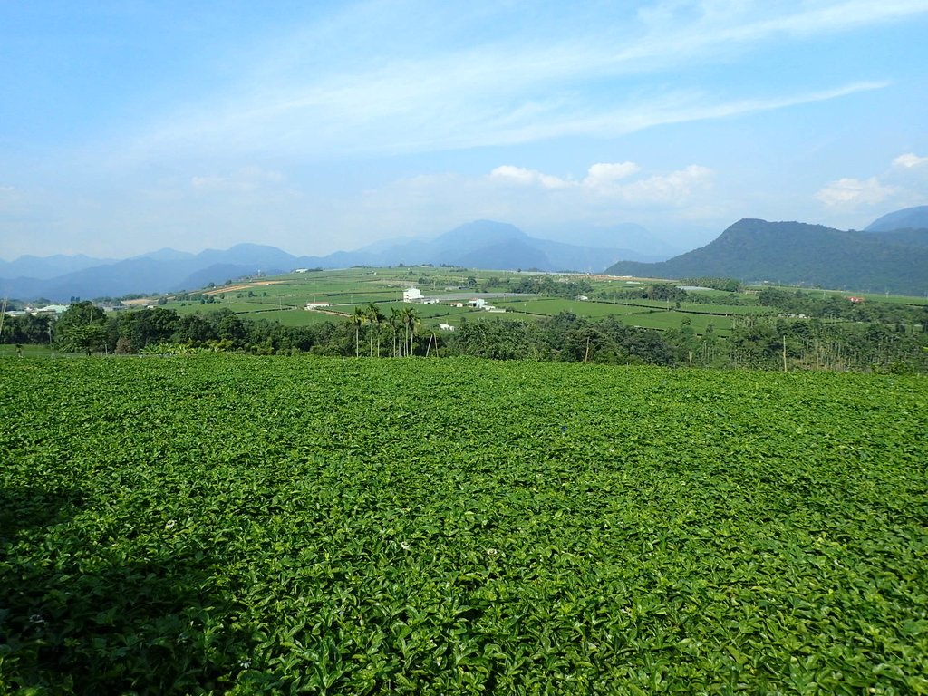 PA282143.JPG - 埔里  大坪頂  百香果園