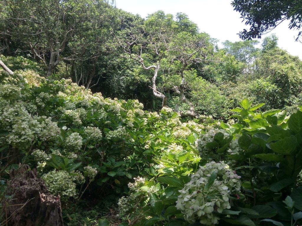 DSC_6855.JPG - 觀音山  風櫃斗湖登山步道