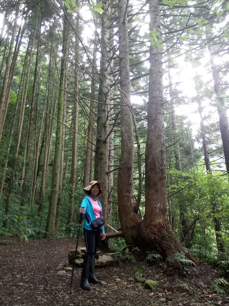 DSC_5172.JPG - 台中和平  長壽山登山步道  (上)