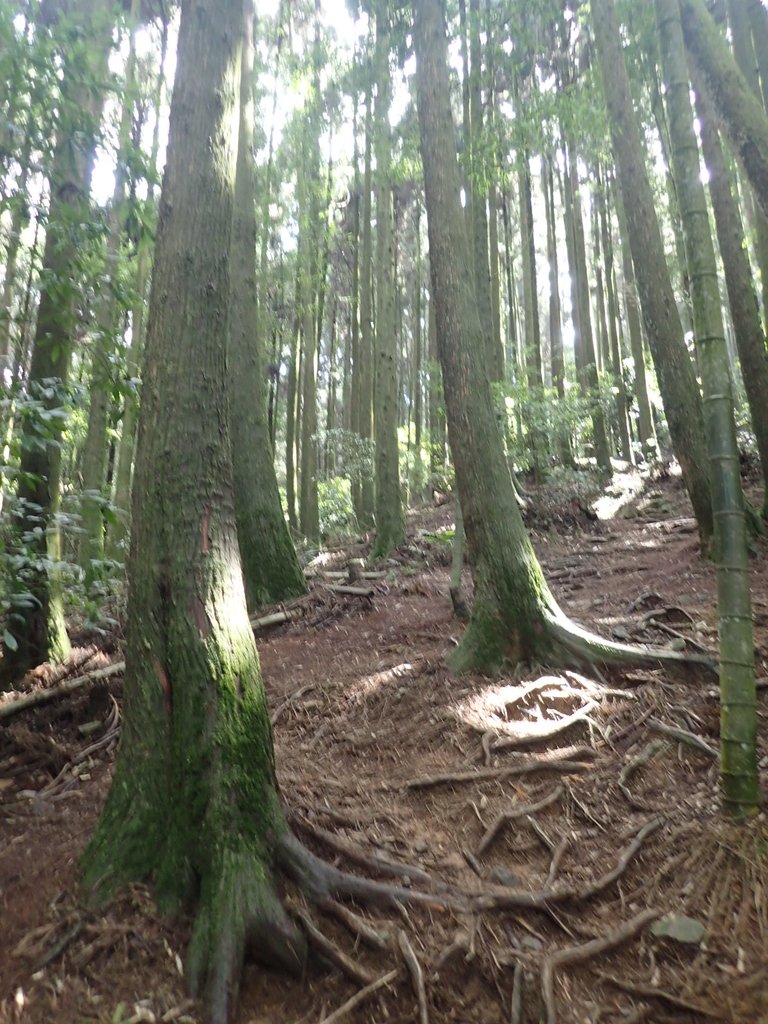 P7235871.JPG - 台中和平  長壽山登山步道  (下)