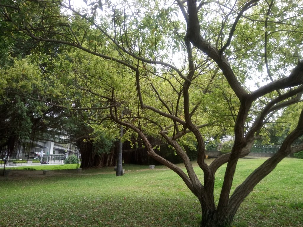 DSC_4958.JPG - 中央文藝公園之  水柳