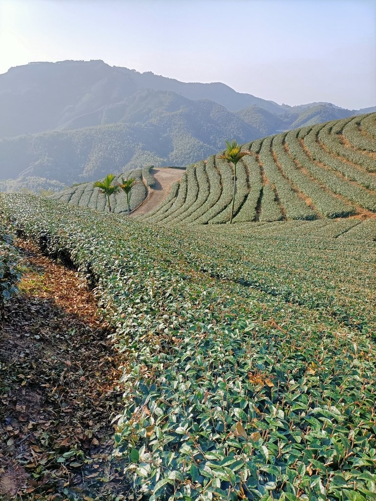 IMG20210130085228.jpg - 雲嘉連峰之  太平山  梨子腳山