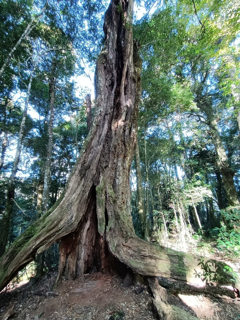 IMG20210205093950.jpg - 竹山  嶺頭山  金柑樹山