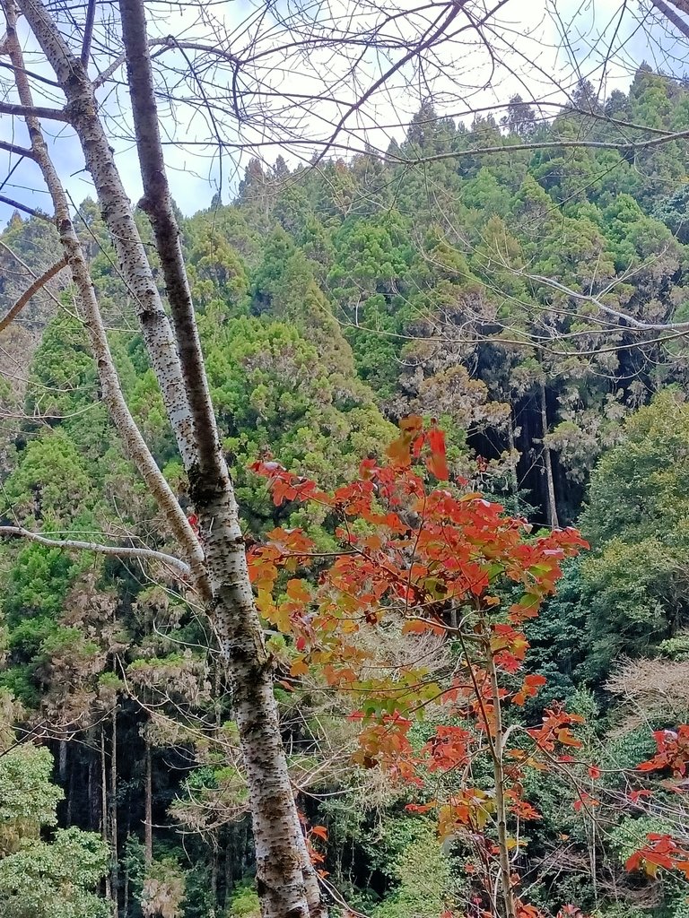 IMG20210205125137.jpg - 竹山  杉林溪森林遊樂園  路過