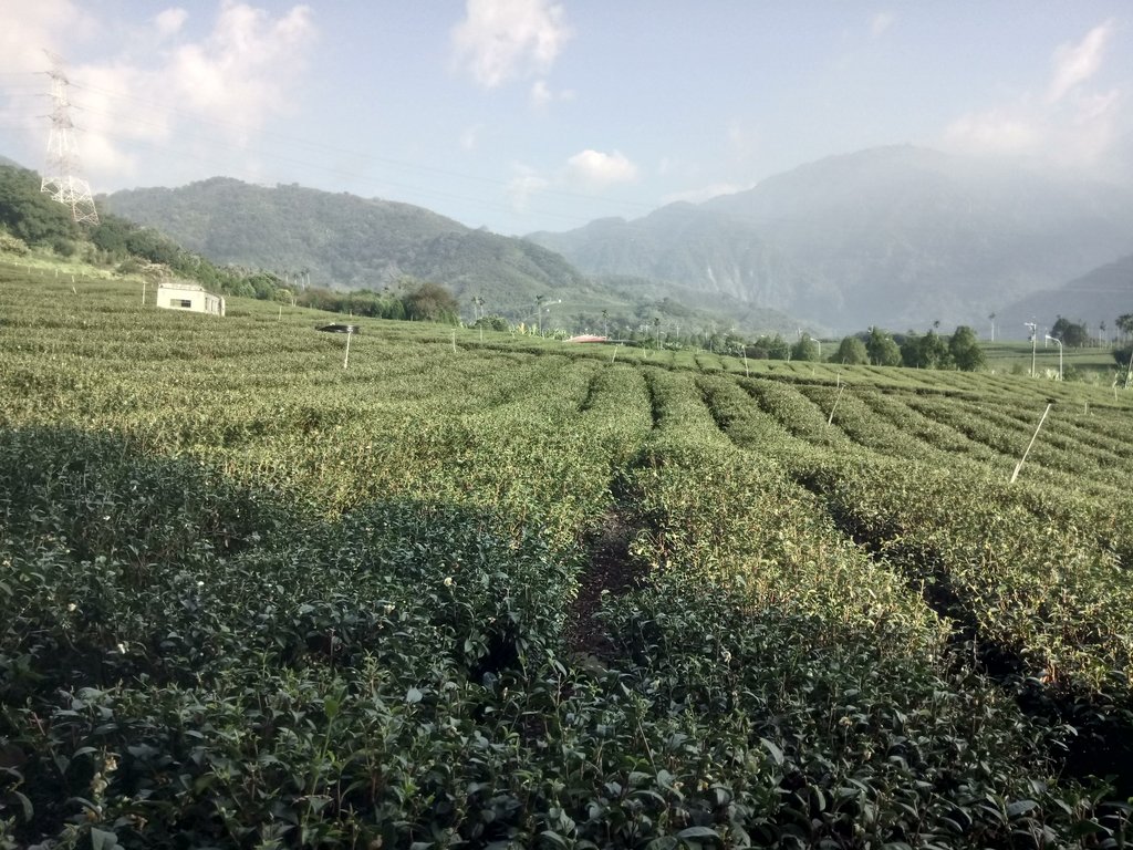 DSC_1823.JPG - 竹山  山坪頂茶園