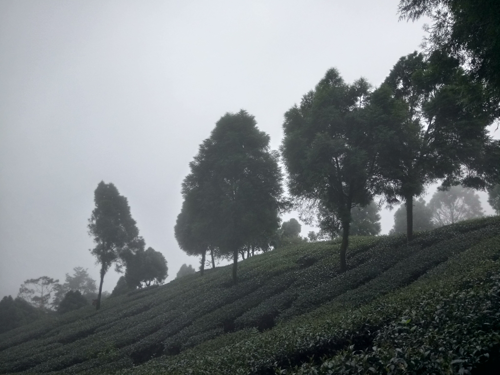 DSC_7921.JPG - 武界茶園  (02)