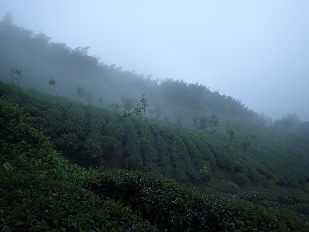 PA171012.JPG - 鹿谷  大崙山  霧中茶園之美(01)