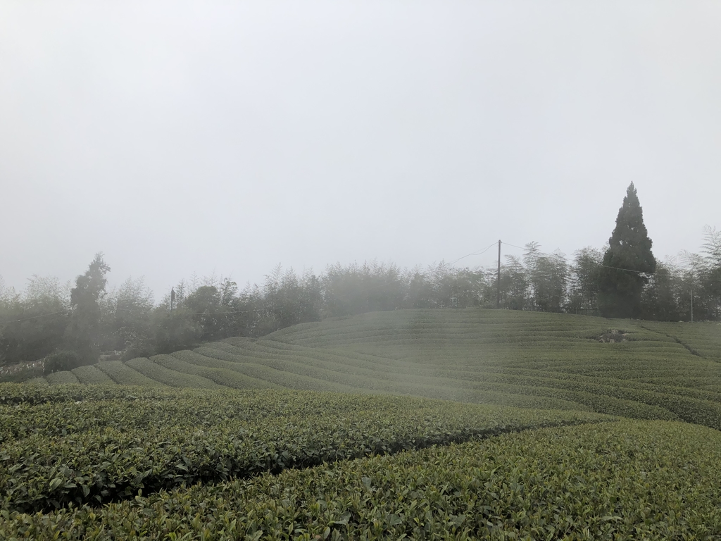 IMG_4627.JPG - 阿里山  隙頂茶園之美