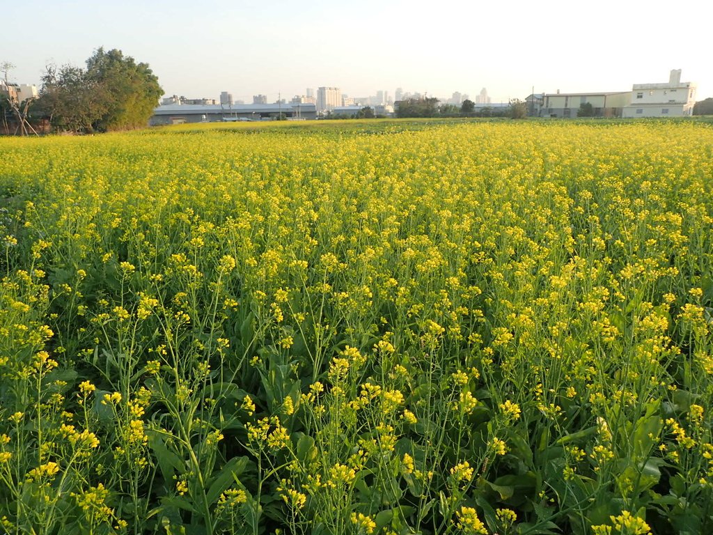 P1083465.JPG - 台中  西屯  油菜花田