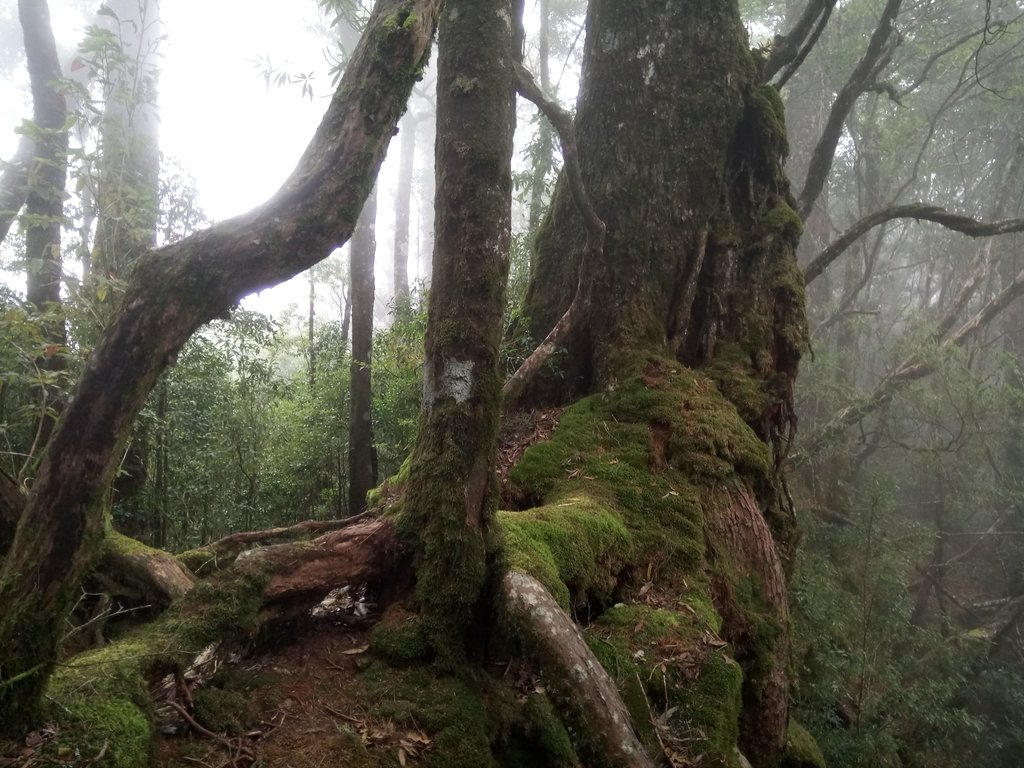 DSC_2674.JPG - 台中  和平  稍來山南峰