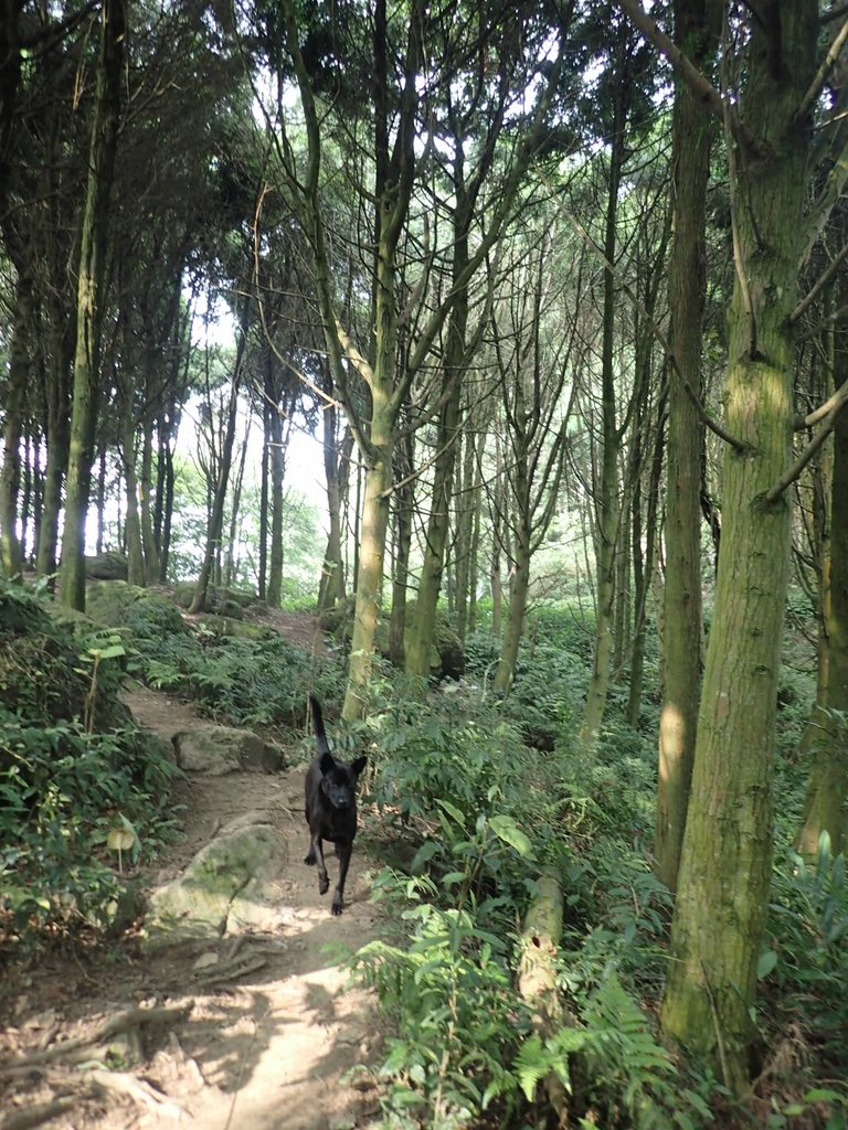 P9108402.JPG - 新竹  五指山登山步道